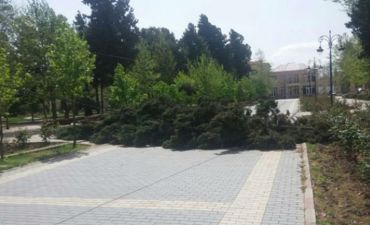 Güclü küləyin ağacları aşırması səbəbindən Bakı-Şa