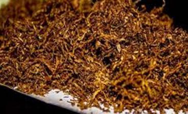 Tütün üçün toxum qoyulur - VİDEO